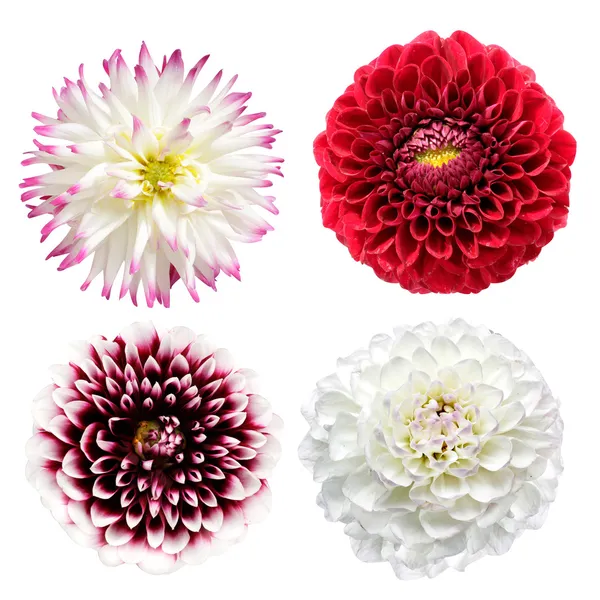 Zestaw kolorowych Dalia kwiaty na białym tle — Zdjęcie stockowe