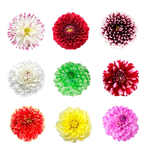 Flores coloridas de dália isoladas — Fotografia de Stock