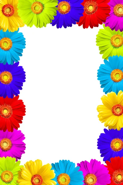 Flowers frame of colorful gerber — 图库照片