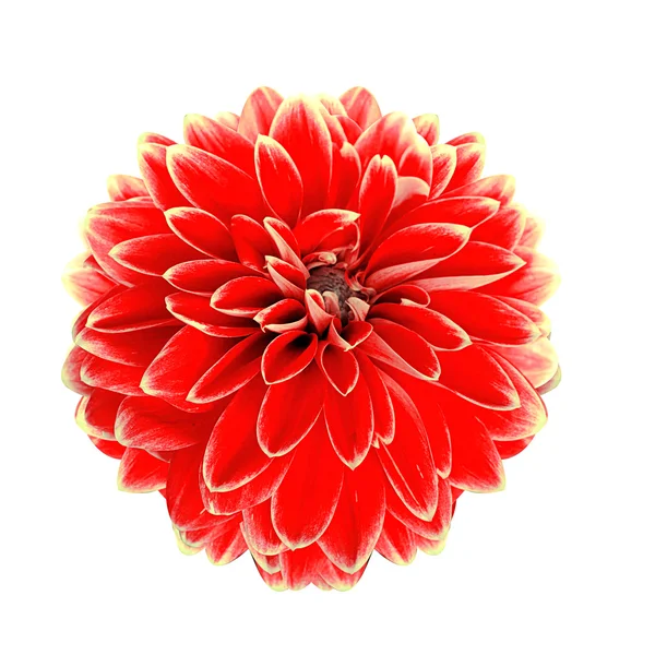 Red dahlia isolated — Stock Photo, Image