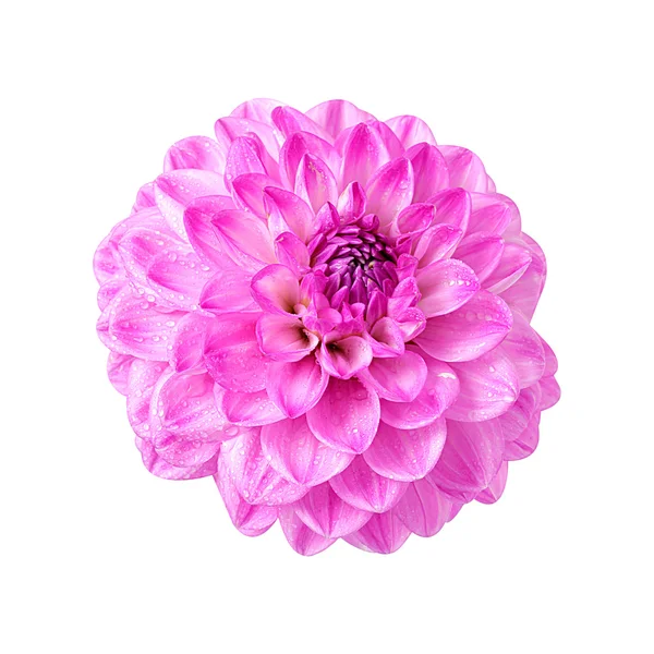 Dalia rosa aislada — Foto de Stock