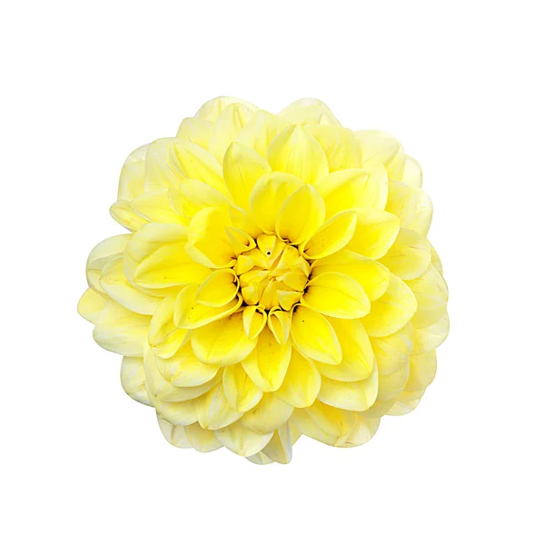 Yellow dahlia isolated — Stock Photo, Image