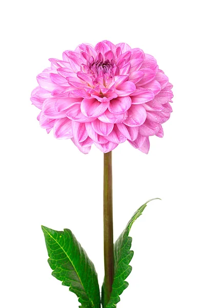 Dahlia rosa isolado — Fotografia de Stock