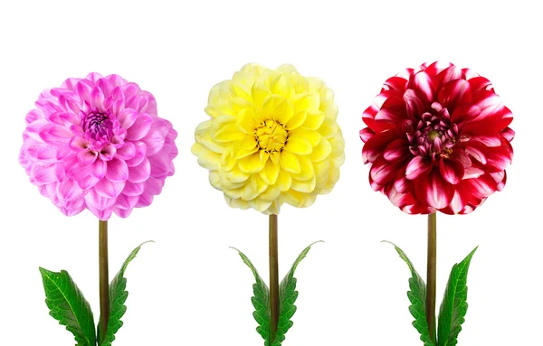 Kleurrijke dahlia bloemen geïsoleerd — Stockfoto