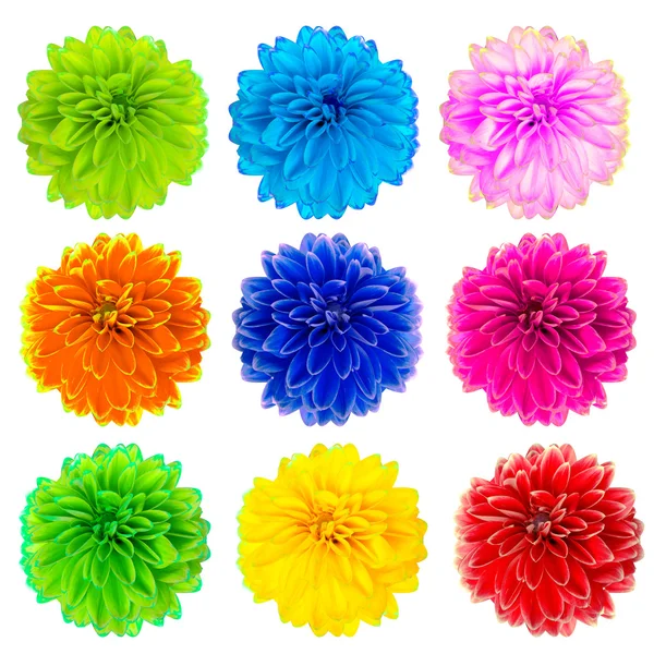 Flores coloridas de dália — Fotografia de Stock
