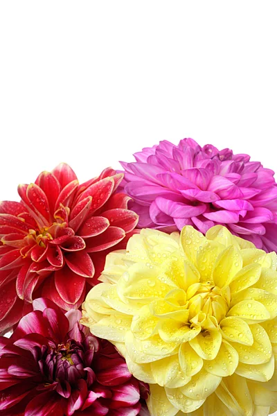 Háttér dahlia virág — Stock Fotó