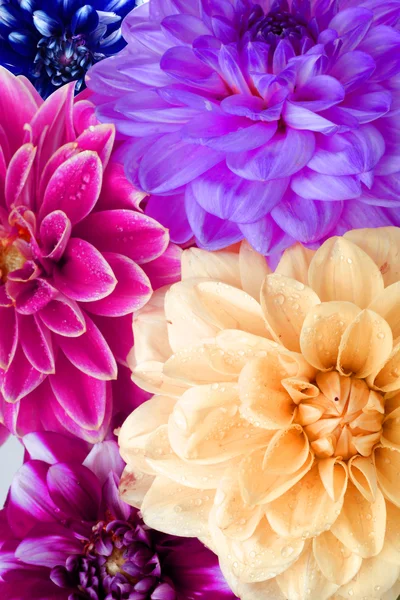 Background of dahlia flowers — Stock Photo, Image