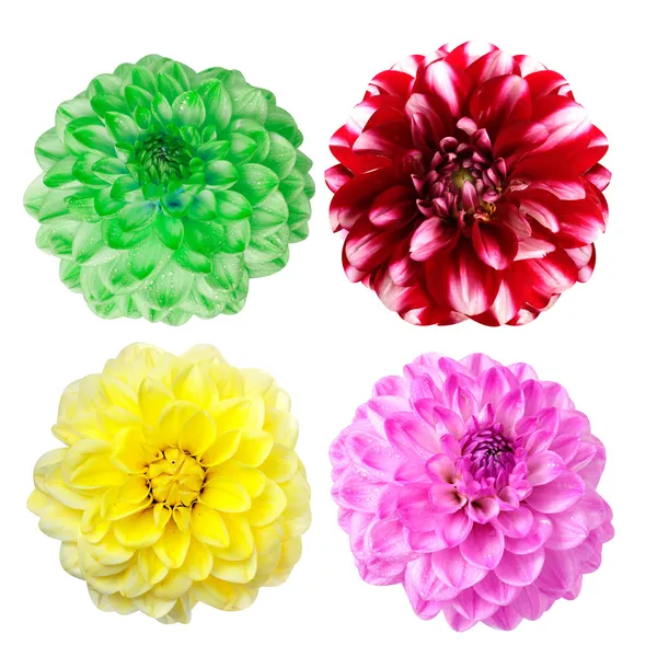 Conjunto de coloridas flores de dalia —  Fotos de Stock
