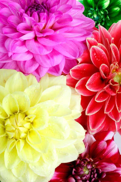 Фон цветов далии — стоковое фото