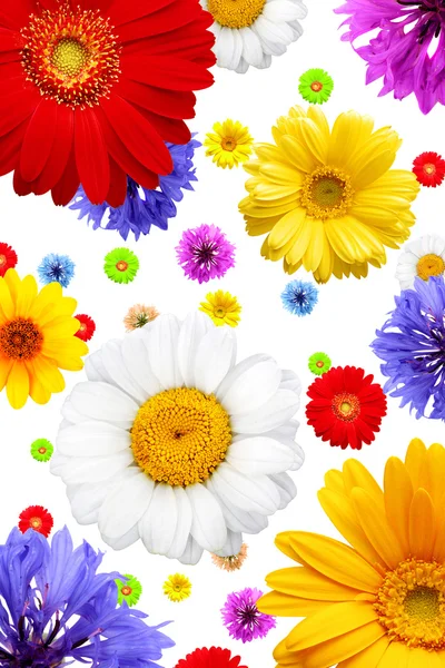 Flores de verão isoladas em branco — Fotografia de Stock