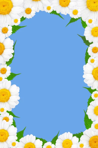 Flowers frame with chamomile — Stock Photo, Image