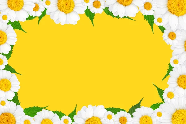 Flowers frame of chamomile — Stock Photo, Image
