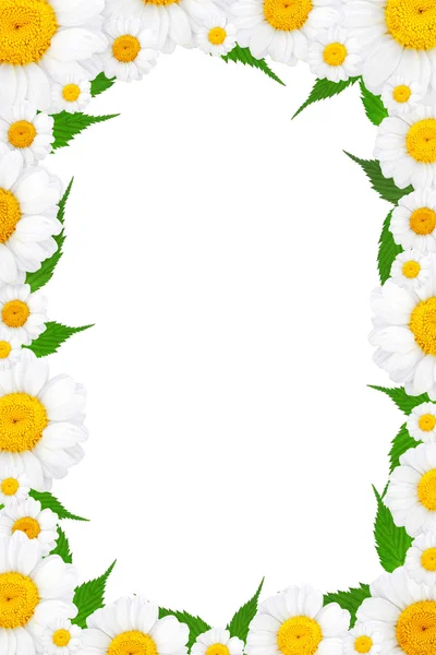 Frame van kleurrijke zomerbloemen — Stockfoto
