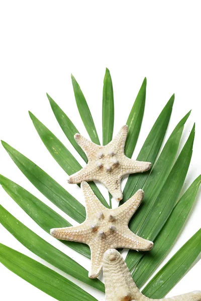 Tropiska palmer och snäckskal — Stockfoto