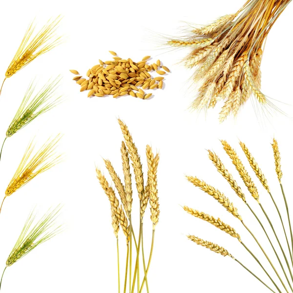 Złoty pszenica uszy na białym tle — Zdjęcie stockowe