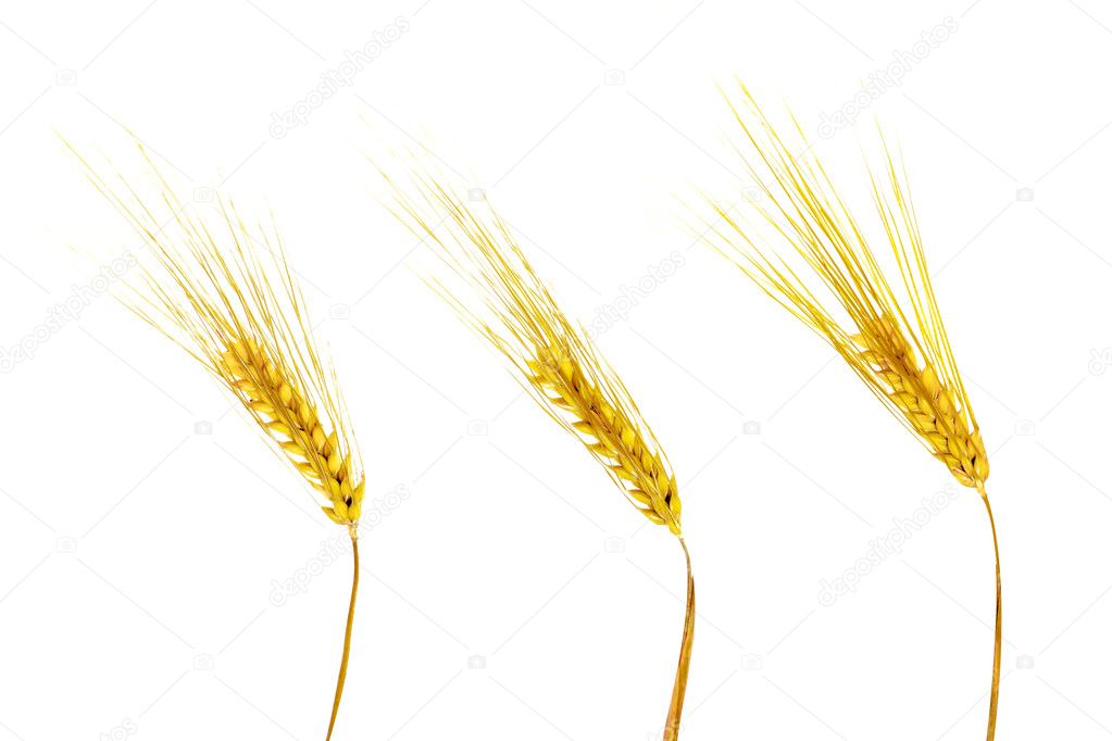 Golden wheat ears isolated