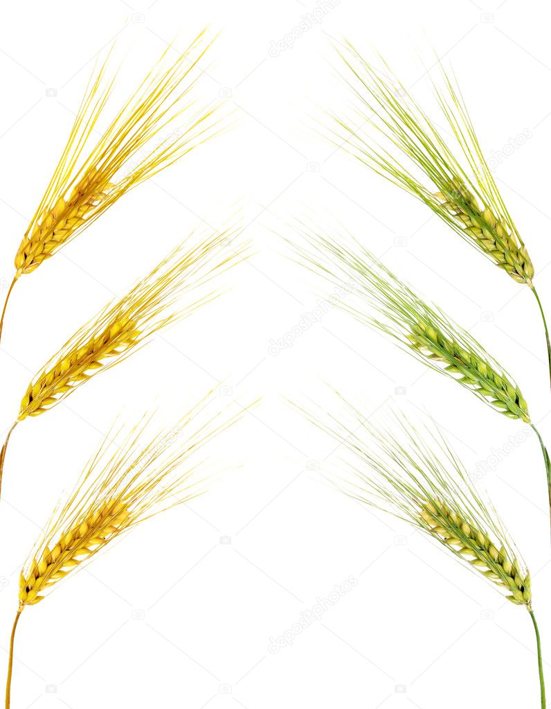 Golden and green wheat ears