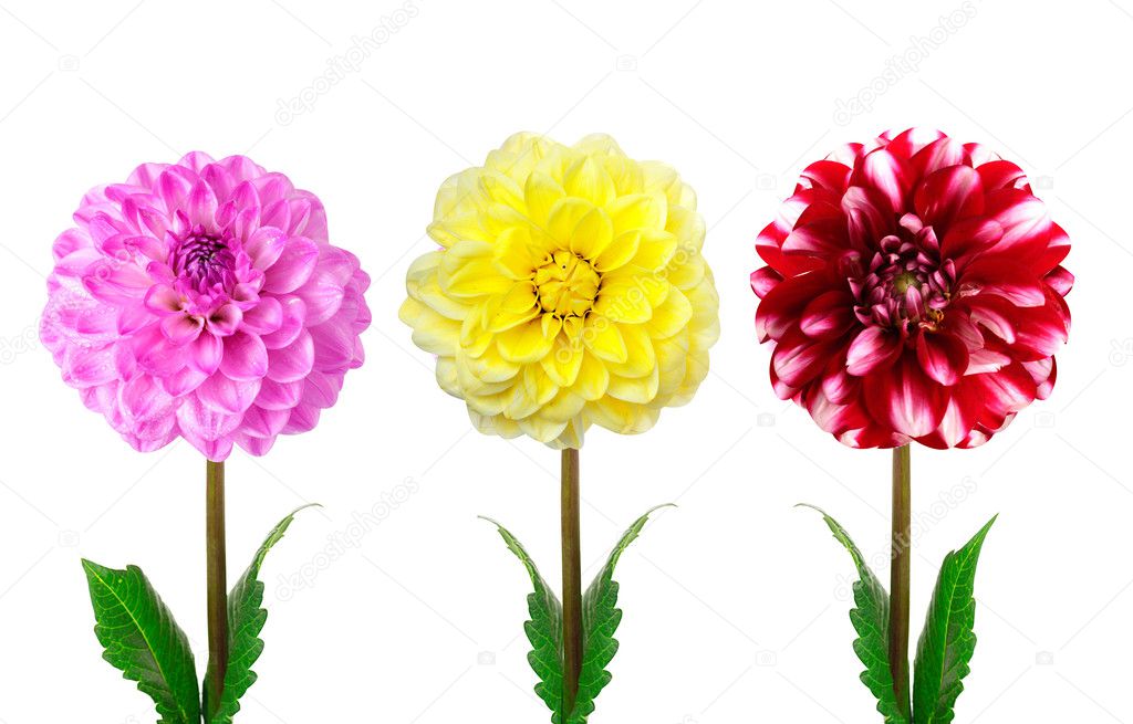 Colorful dahlia flowers isolated