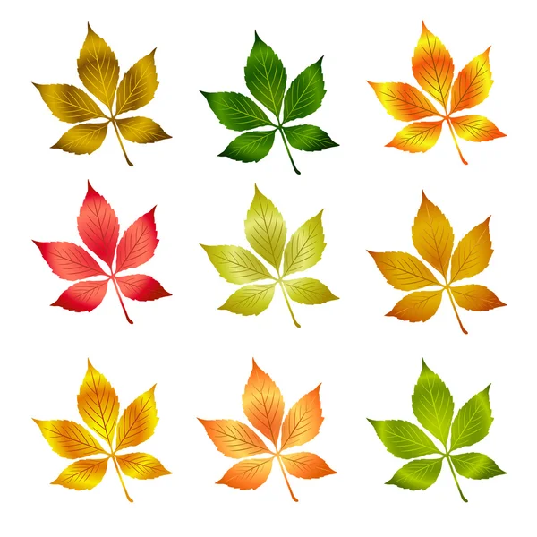Coloridas hojas de otoño . — Vector de stock