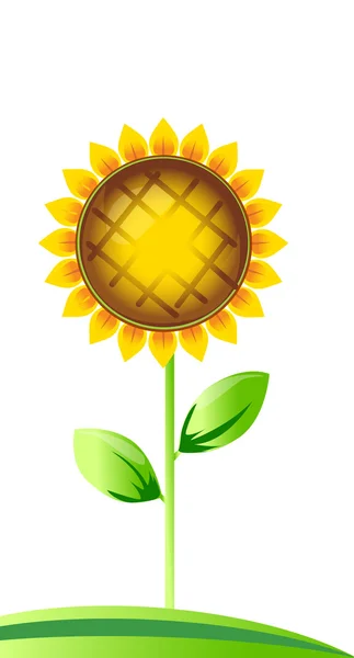 Vector illustration of sunflower — Stock Vector