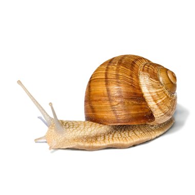 Garden snail clipart