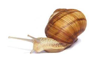 Garden snail clipart