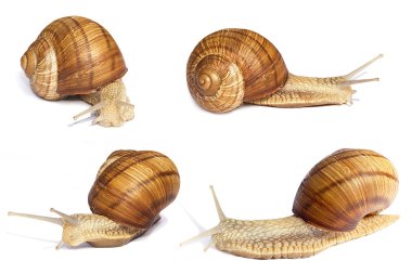 Several snails. Different angle clipart