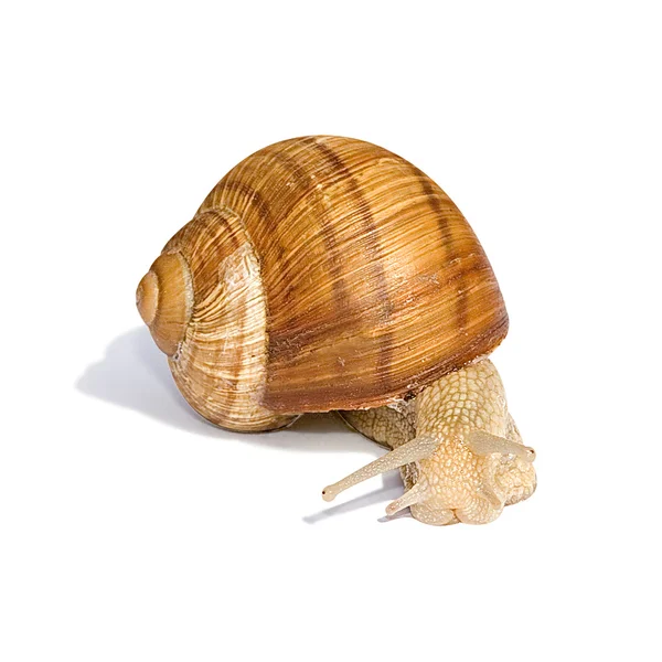 Stock image Garden snail