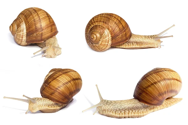 Several snails. Different angle — Stock Photo, Image