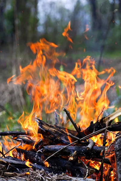 stock image Wood burns on fire