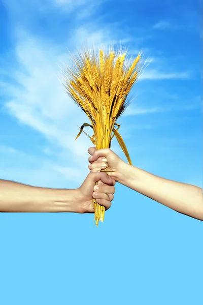 Hands holding bundle of the wheat ears — Stock Photo, Image