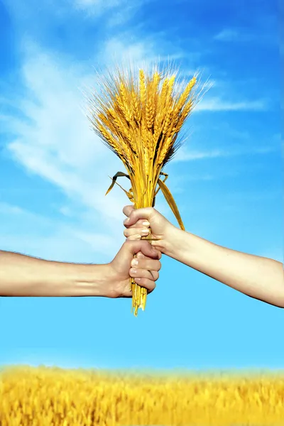 Hands holding bundle of the wheat ears