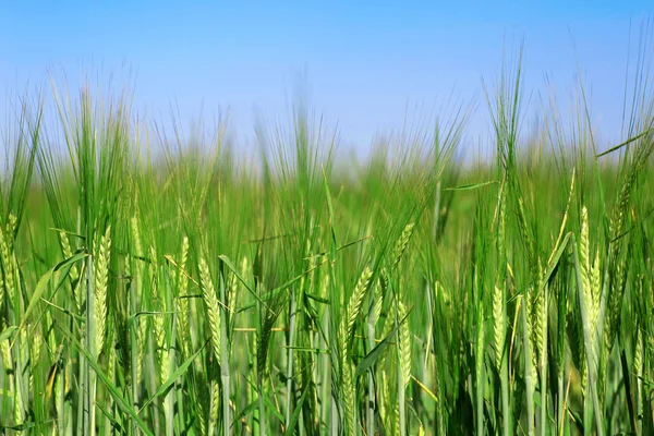 ライ麦の緑の耳 — ストック写真