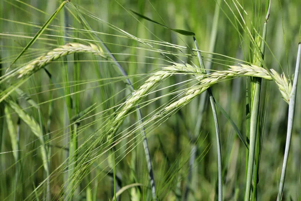 Golden wheat before harvest — Stock Photo, Image