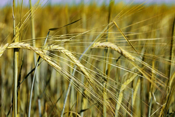 Gouden tarwe vóór oogst — Stockfoto