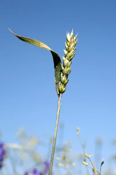 Orelha dourada de trigo — Fotografia de Stock