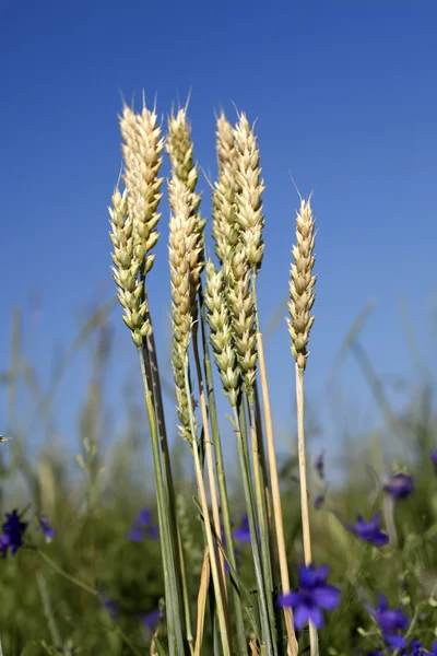 Altın buğday hasat önce — Stok fotoğraf
