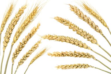 Wheat clipart