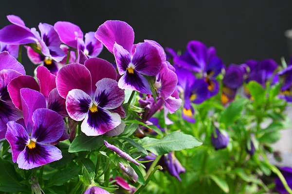Heartsease. Fresh flower garden — Stock Photo, Image
