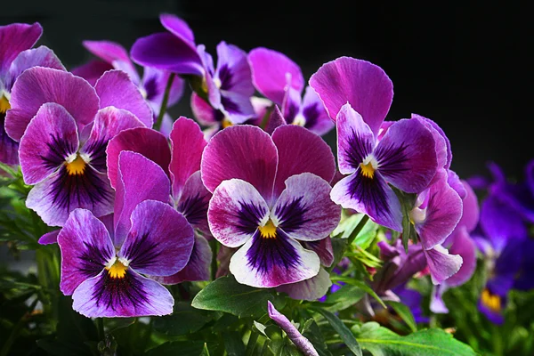 Heartsease. Fresh flower garden — Stock Photo, Image