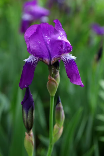 Flores de iris azul . —  Fotos de Stock