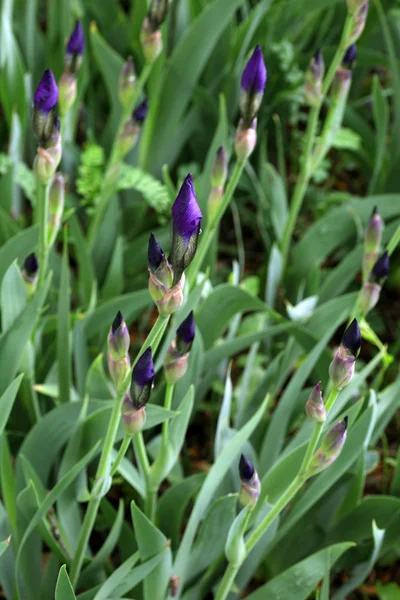 Flores de iris azul . —  Fotos de Stock