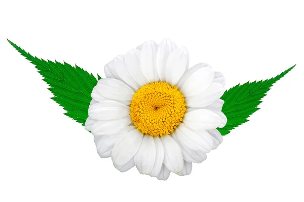 Chamomile with green leafs — Stock Photo, Image