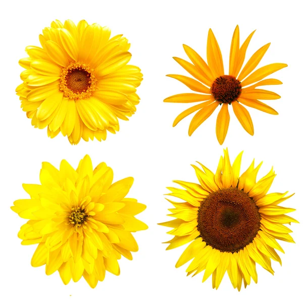 Yellow color flowers isolated on white — Stock Photo, Image