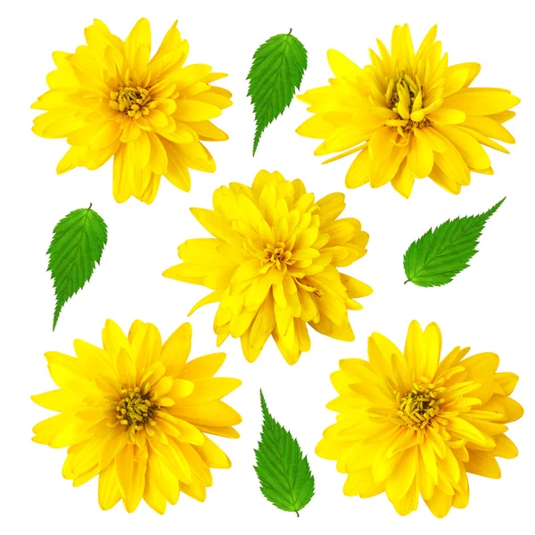 Vijf gele kleur bloemen — Stockfoto