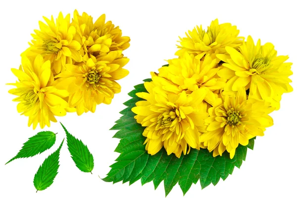 Κίτρινο χρώμα λουλούδια με πράσινα φύλλα — Φωτογραφία Αρχείου