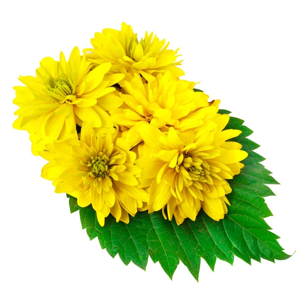 Gul färg blommor med gröna blad — Stockfoto
