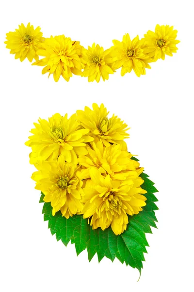 녹색 노란 색깔 꽃 잎 — 스톡 사진
