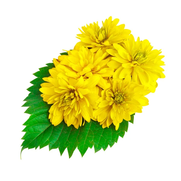 Gele kleur bloemen met groene bladeren — Stockfoto