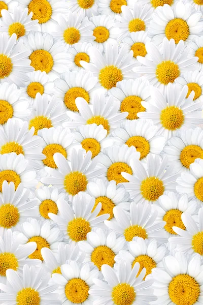 White camomile petals background — Stock Photo, Image